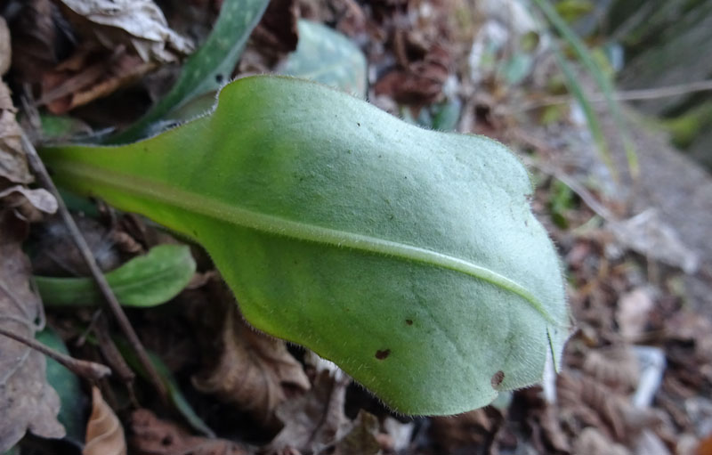 Pulmonaria vallarsae ?